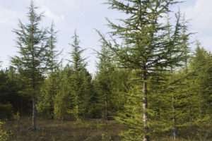 Enjeux forestiers - Peuplement de cèdre de l'Atlas